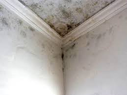 Professional Mold Removal in Shippensburg, PA