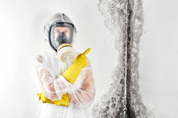 Best Black Mold Removal in Shippensburg, PA